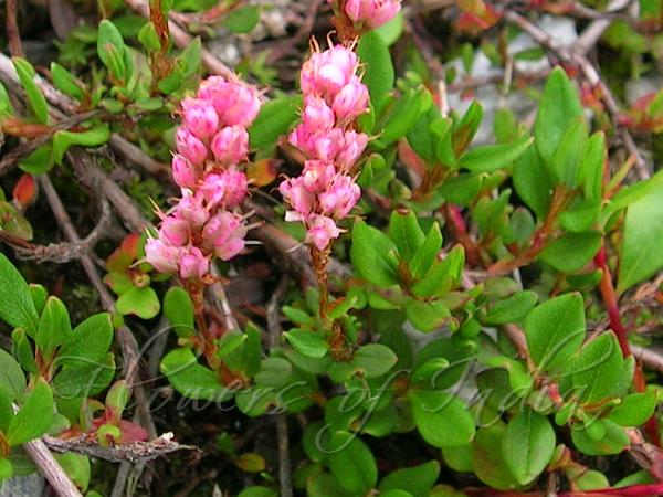 Rose Carpet Knotweed